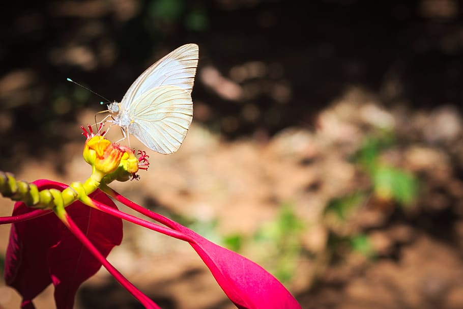 butterfly, flower, wings, flowering plant, fragility, beauty in nature HD wallpaper