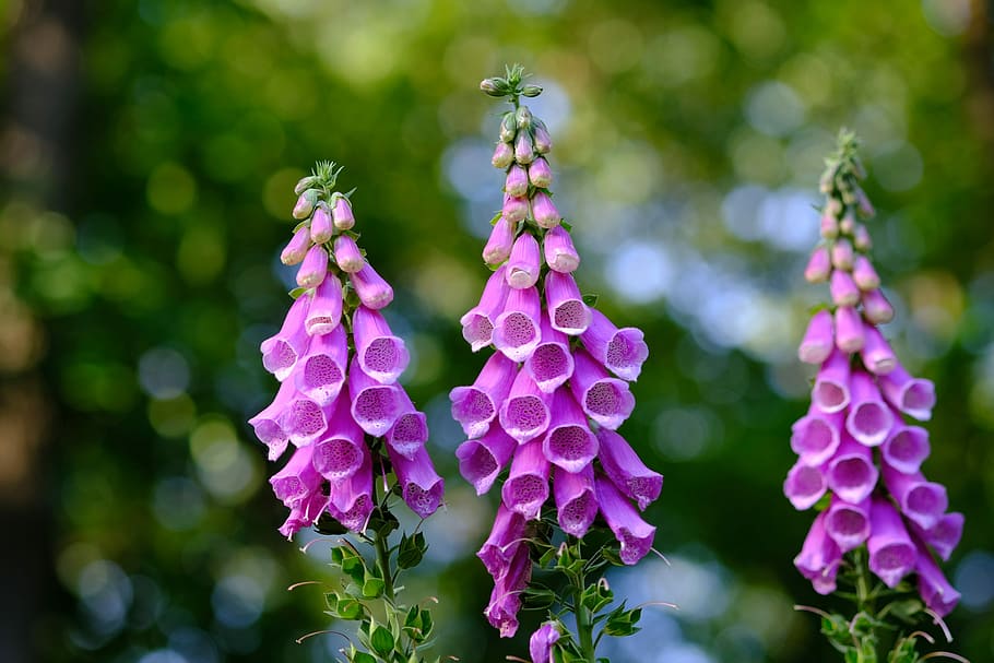 selective focus photography of purple flowers, Common Foxglove, HD wallpaper