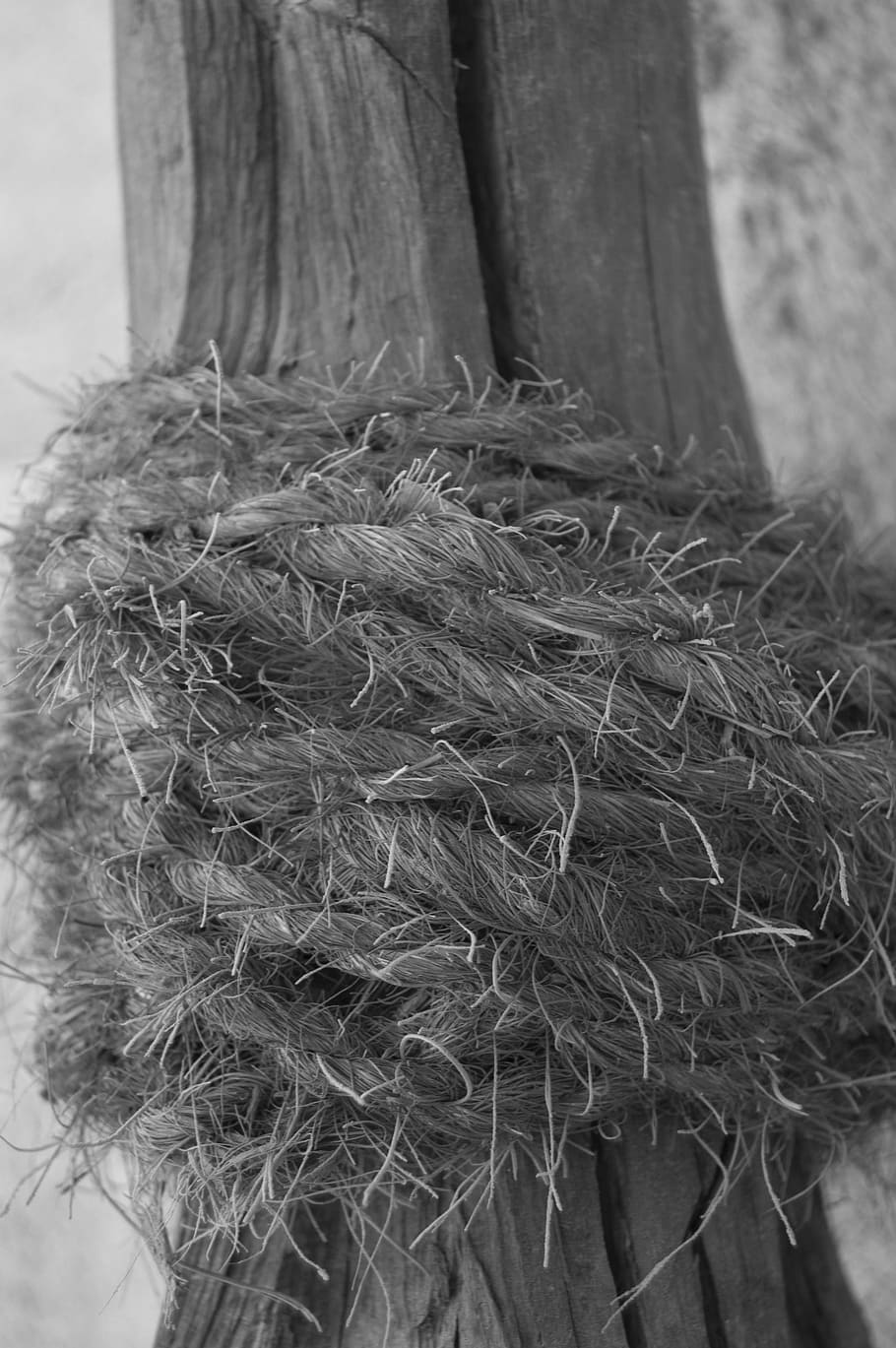 Trunk, Tree, Wood, Rope, Wound, tied, log, close-up, no people HD wallpaper