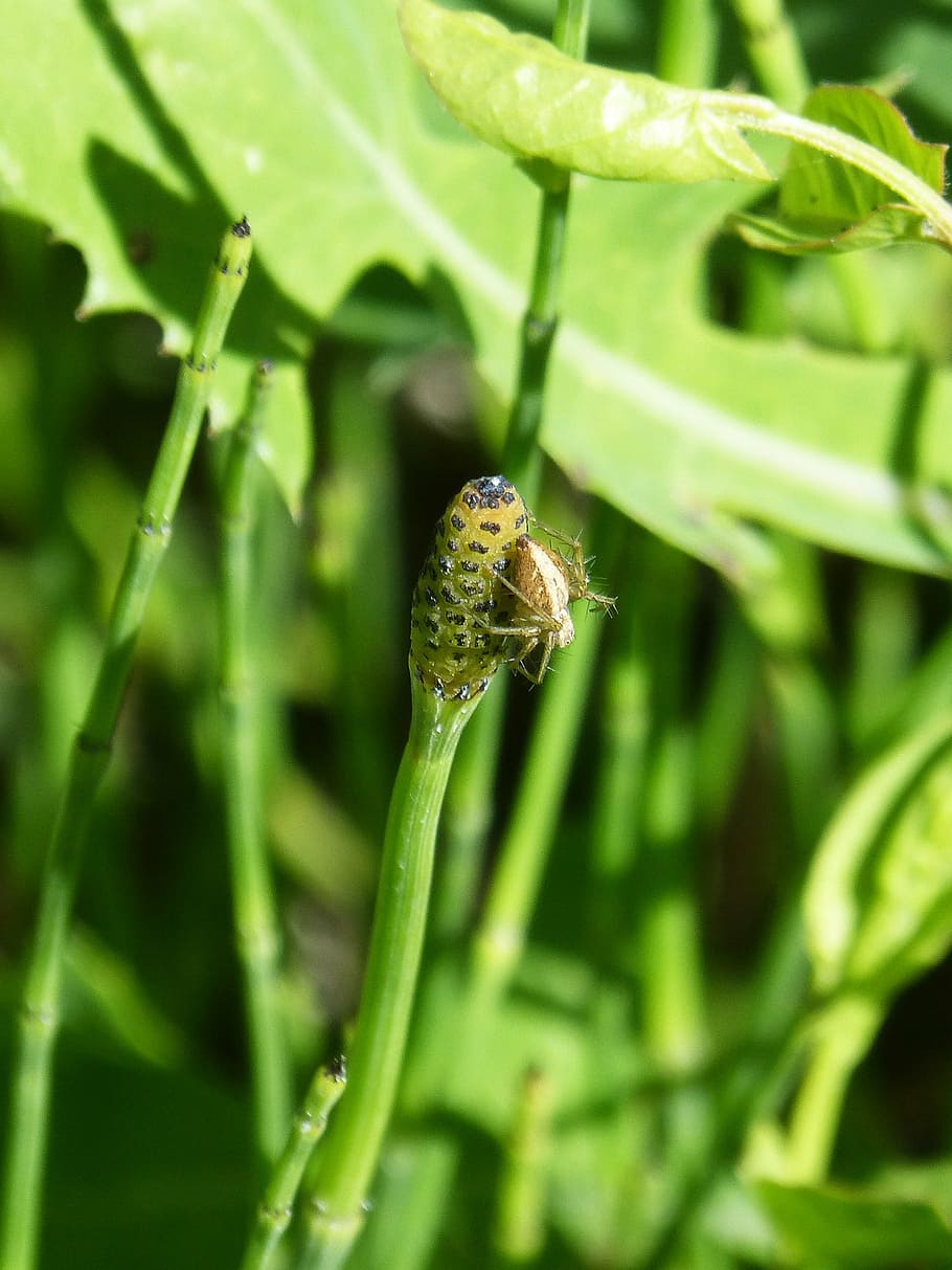 spider, tiny, insect, plant, nature, animal, leaf, close-up HD wallpaper