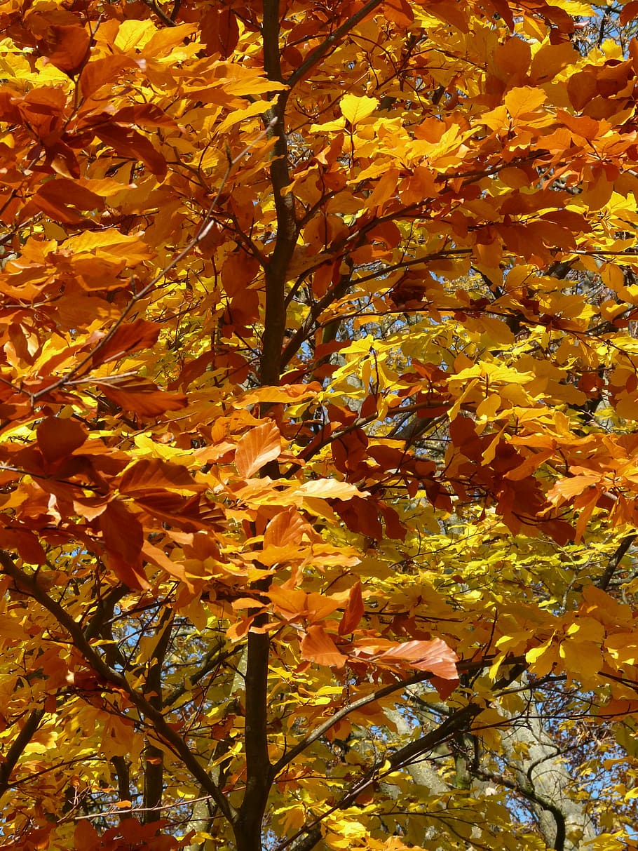 Beech, Fagus Sylvatica, deciduous tree, golden autumn, golden october, HD wallpaper