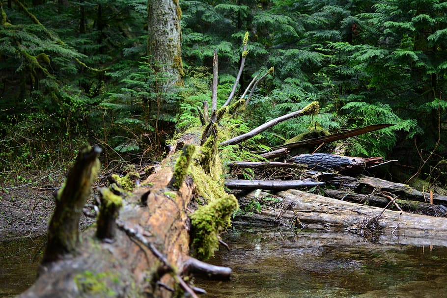 tree, moss, green, forest, river, outdoor, natural, environment HD wallpaper