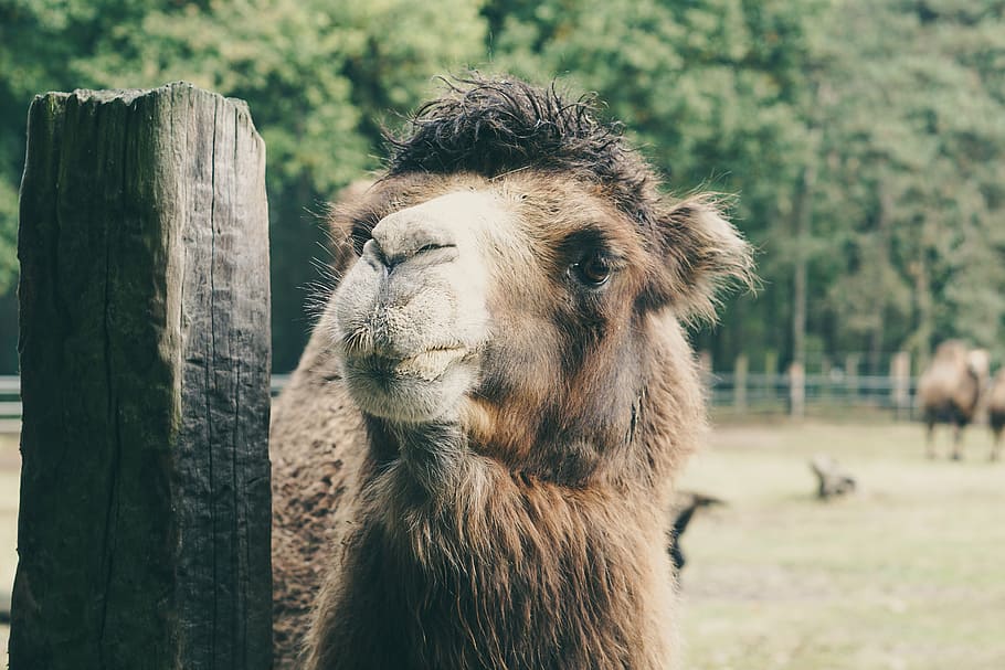 camel, captivity, wood, brown, fluffy, nature, fence, autumn HD wallpaper