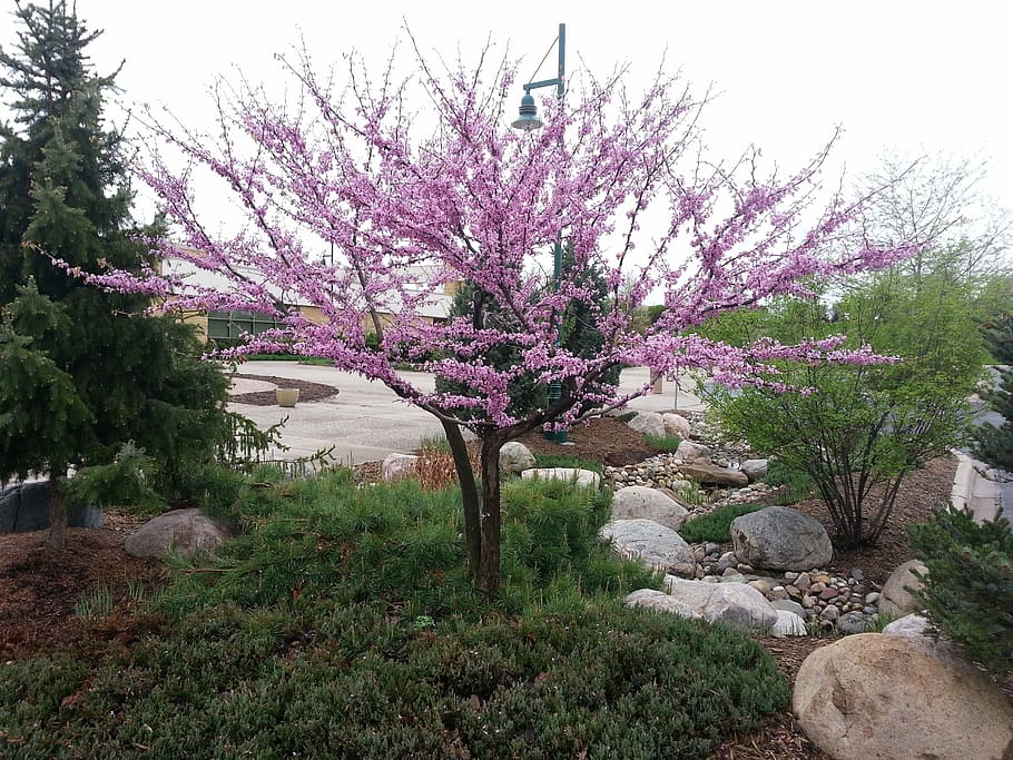 Tree, Flowering, Spring, redbud ‘northern clump, cercis canadensis