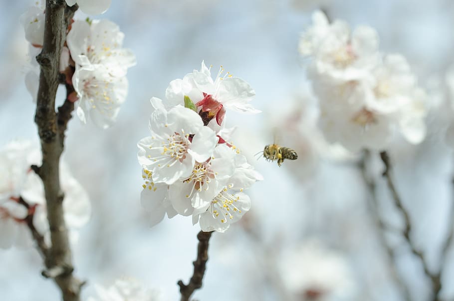 spring, blossom, bloom, insect, tree, branch, nature, bee, flower HD wallpaper