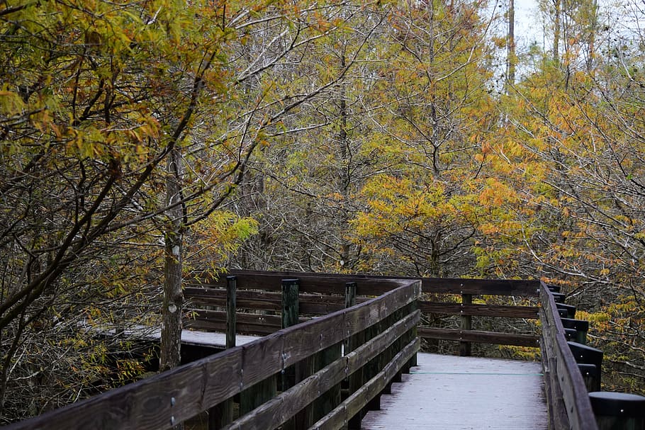 walkway, autumn, path, nature, trail, wood, fall, leaves, cypress HD wallpaper