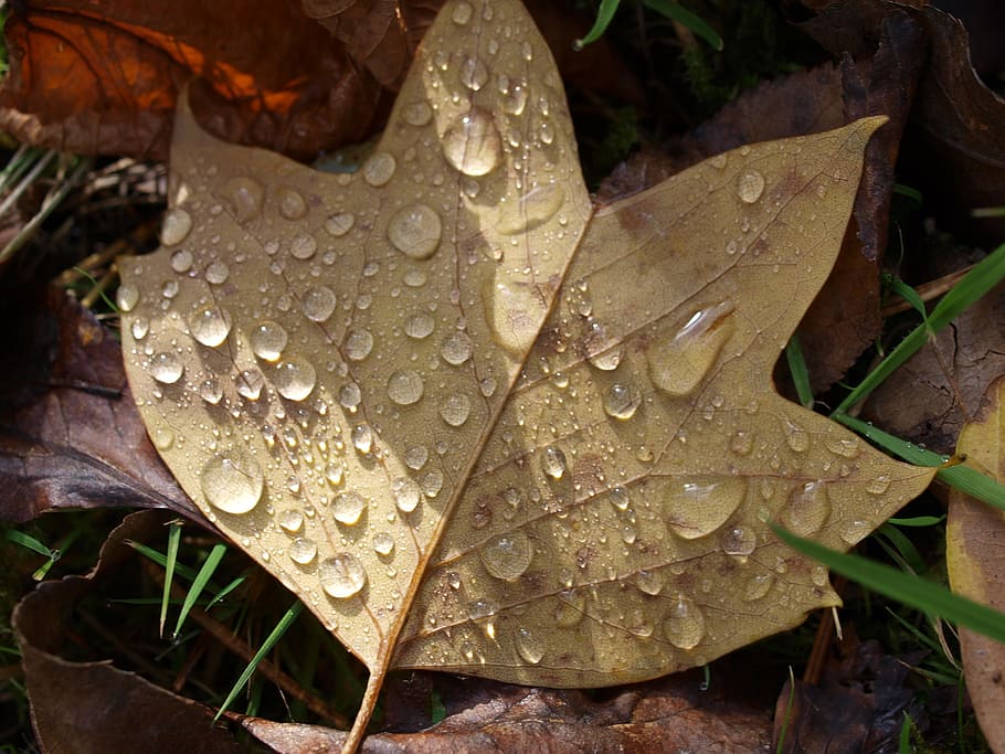 tree, leaves, autumn, drop, wet, water, plant part, leaf, close-up HD wallpaper