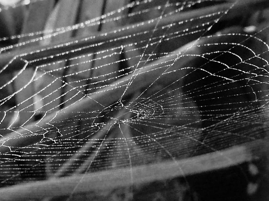 cobweb, spider web, spiderweb, black, white, nature, trap, insect HD wallpaper