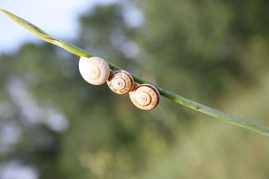 Snails, Nature, Green, gastropod, animal shell, fragility, one animal HD wallpaper