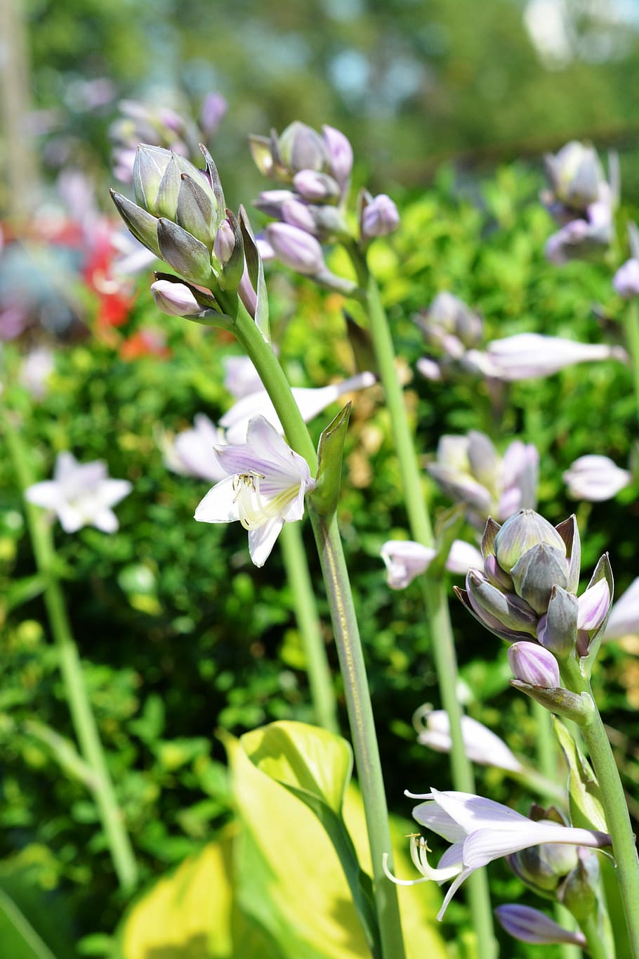 Hosta, Leaf, Studio, Hosts, hosta leaf, studio funkie, ringtones HD wallpaper
