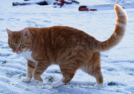 cat, red, cute, mackerel, tiger, sweet, cuddly, animal, domestic cat HD wallpaper