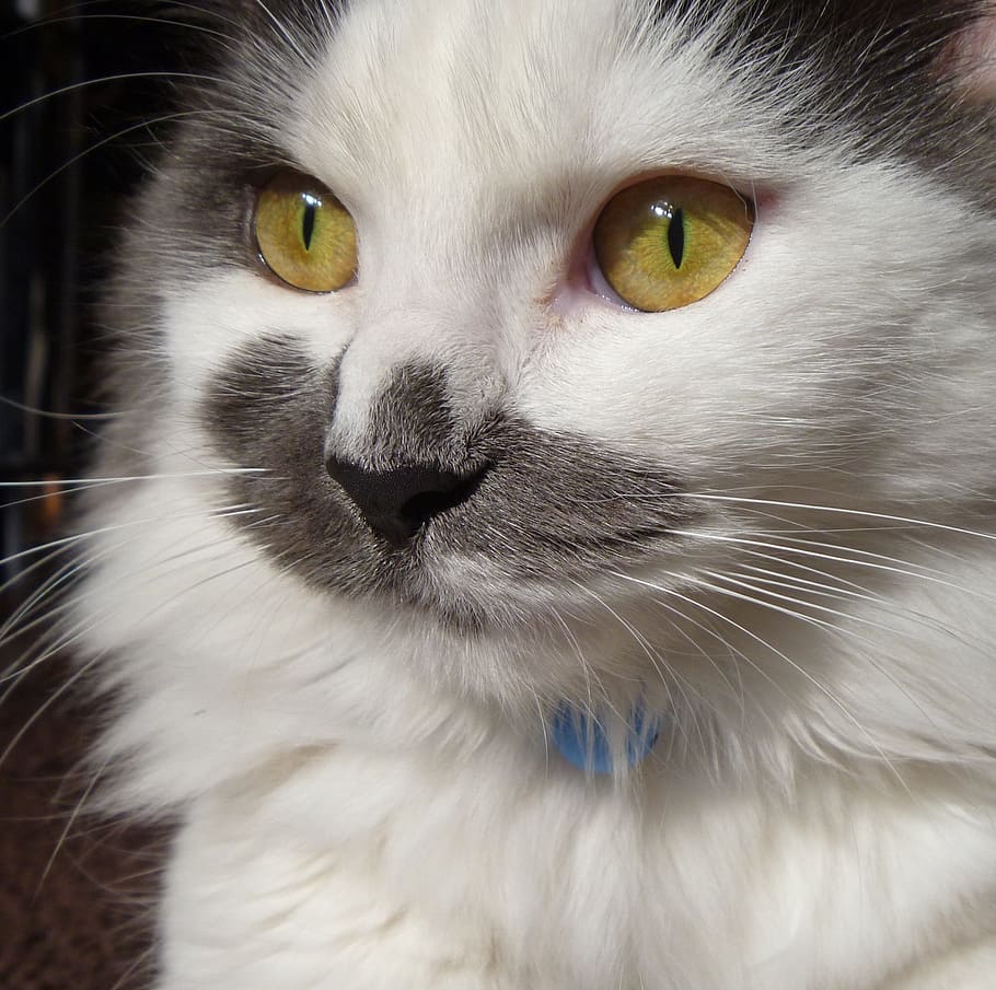 short-coated white and gray cat, head, face, macro, close up HD wallpaper