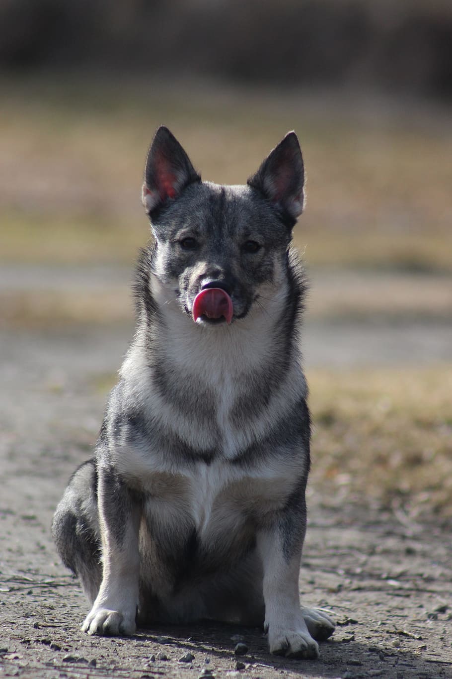 dog, language, sitting, pet, look, the muzzle, länsigöötanmaan shepherd dog HD wallpaper