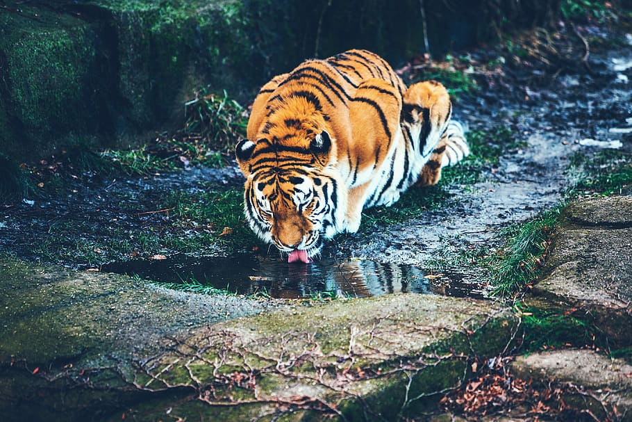 brown tiger drinking water, photo of tiger drinking body of water