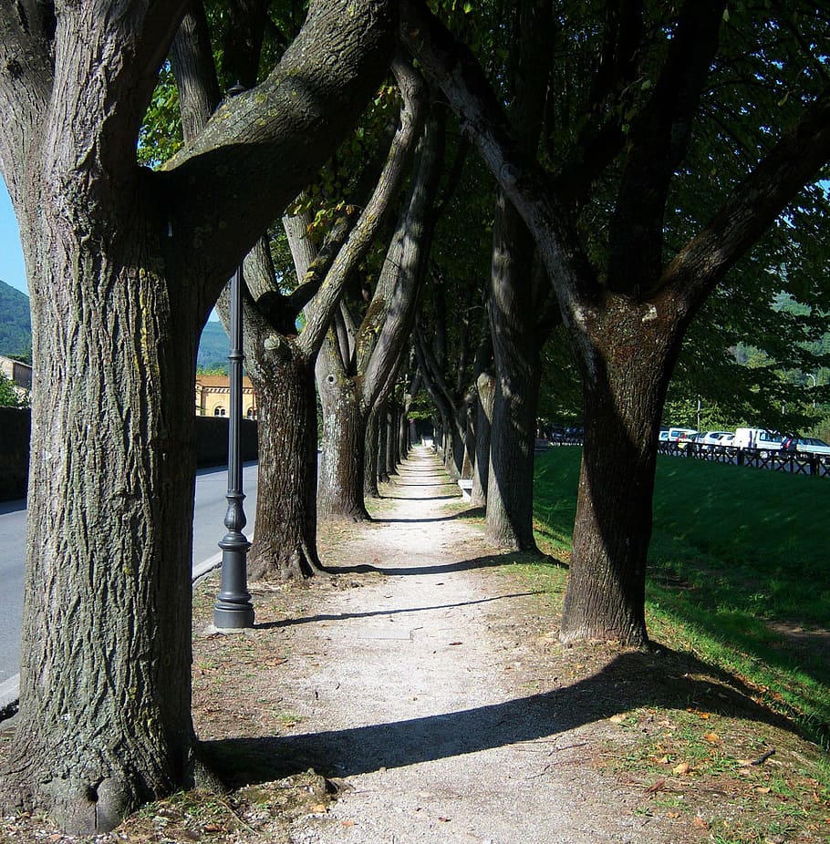 trees, walkway, pathways, woods, woody, trunks, parks, green HD wallpaper