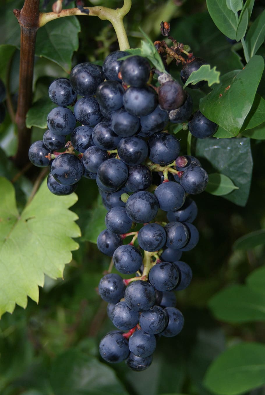 Wine, Red, Red Wine, Vine, Grape, Grapes, grapevine, blue grape HD wallpaper