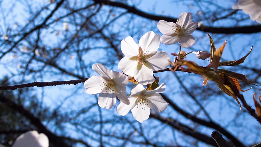 cherry, spring flowers, cherry tree, flowering plant, fragility HD wallpaper
