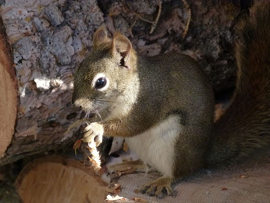 Squirrel, Sciuridaeanimal, ground squirrel, nature, wildlife HD wallpaper