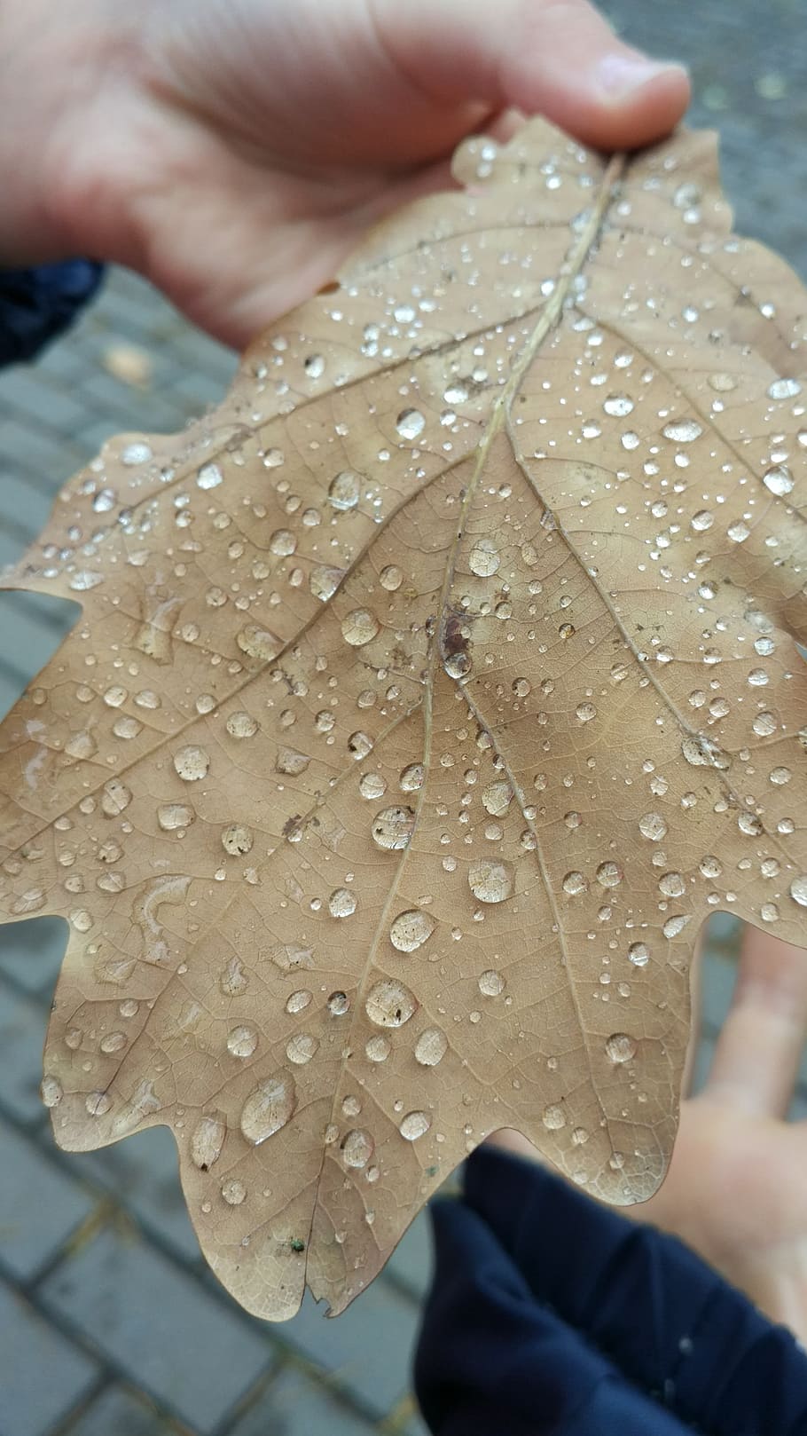 rain, sheet, nature, no one, wet, outdoors, autumn, water, drop HD wallpaper