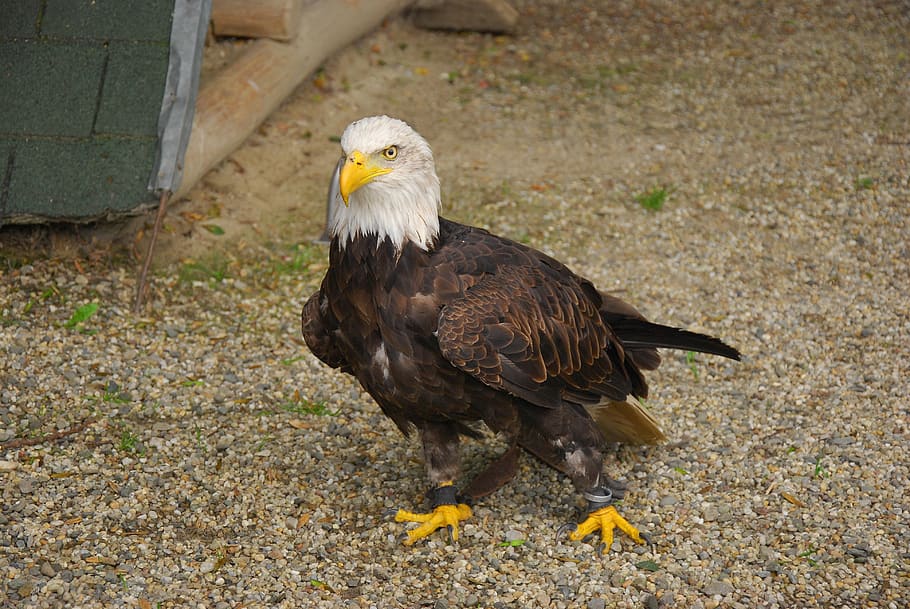 bird, eagle, zoo, bird of prey, bald eagle, animals in the wild HD wallpaper
