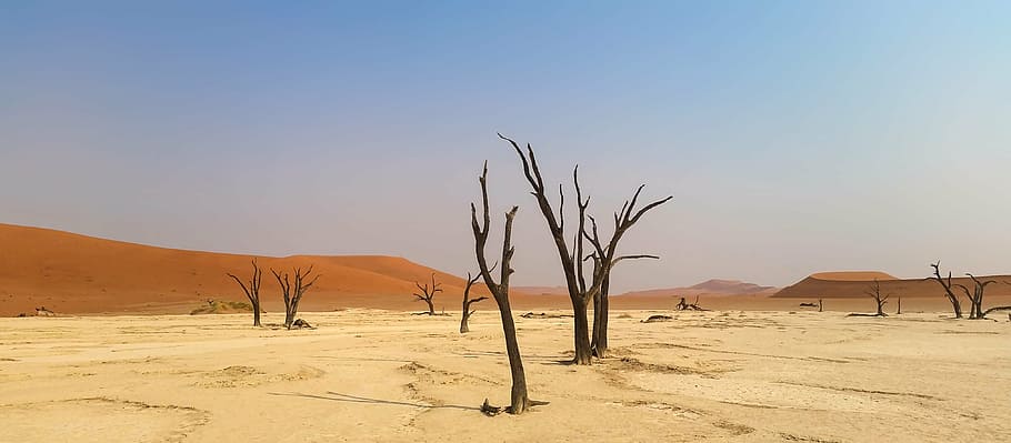 bareless tree on desert under calm sky, africa, namibia, landscape, HD wallpaper