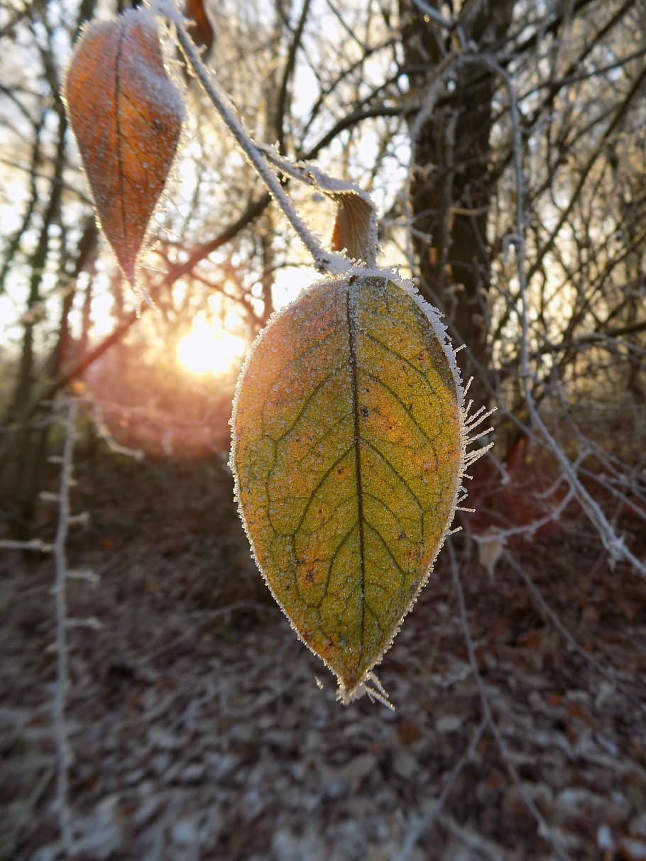 Frost, Cold, Frozen, Leaf, Nature, change, outdoors, autumn HD wallpaper