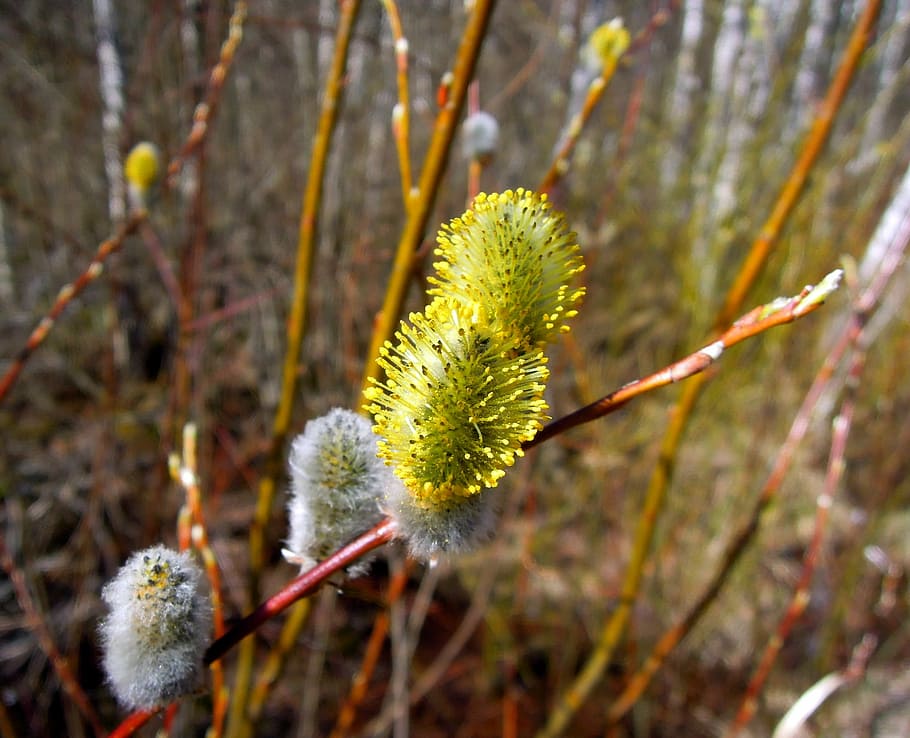 Verba, Kidney, Spring, Branch, Nature, macro, bud, dissolved HD wallpaper