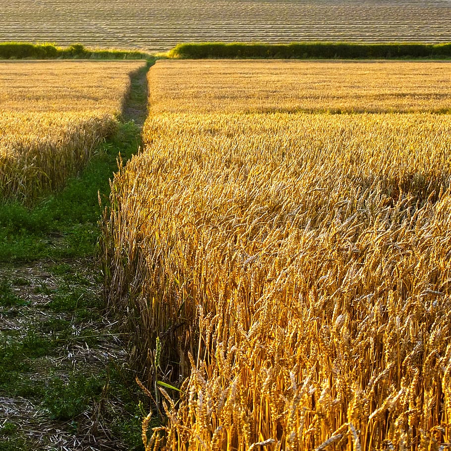 summer, field, wheat, corn, harvest, sunny, golden, blue, sky, HD wallpaper