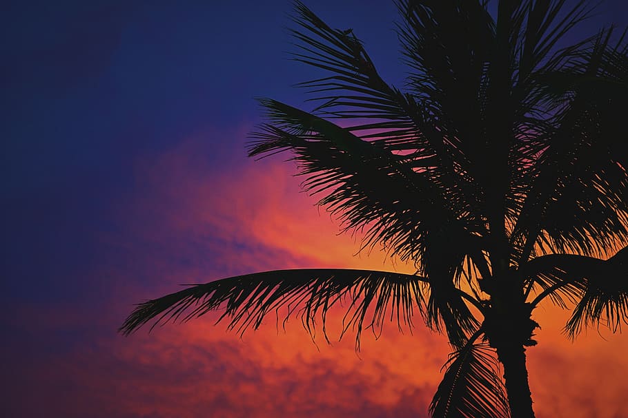 Palm Fire, silhouette of palm tree, sunset, sky, cloud, dark HD wallpaper