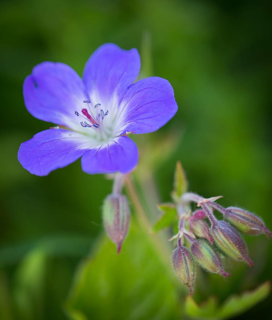 flower, cranesbill, bud, summer, midsummer, flowering plant HD wallpaper