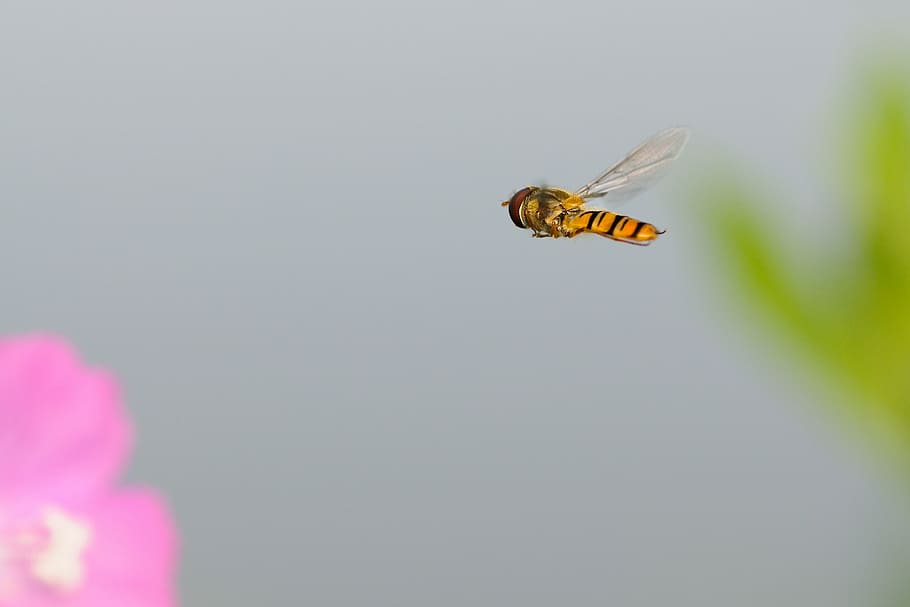 hoverfly, insect, one animal, animal themes, animals in the wild HD wallpaper