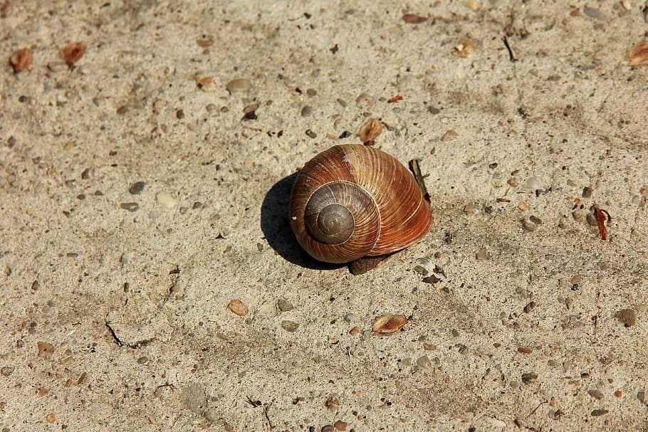 snail, conch, sand, shell, rhinestones, animal wildlife, animal themes HD wallpaper