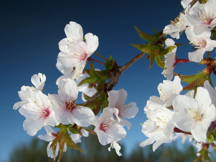 Flowers, Spring, Blossom, Bloom, Floral, natural, white, nature HD wallpaper