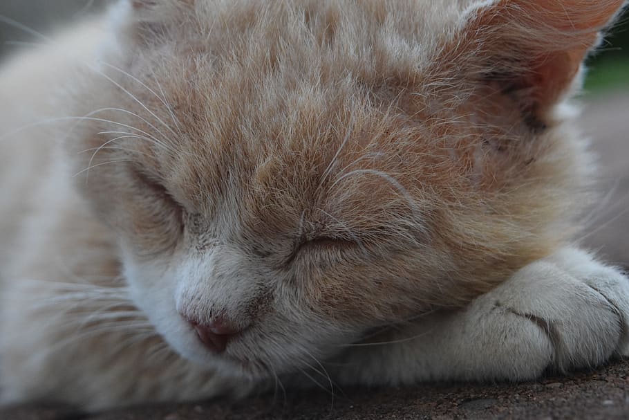 Cat, Sleep, Tired, Close, Head, domestic cat, pets, one animal HD wallpaper