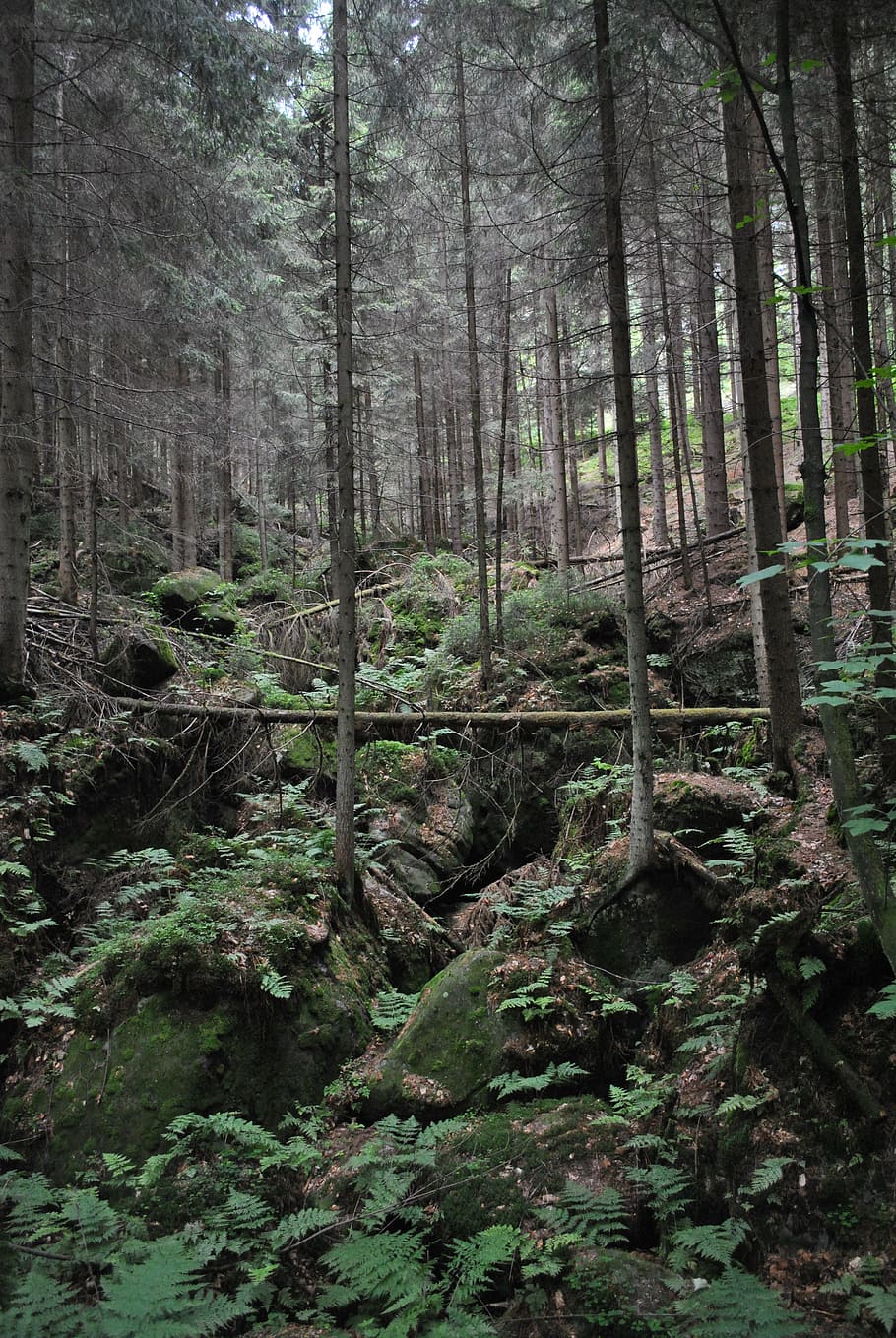 forest, view, tree, landscape, mountains, nature, hill, green HD wallpaper