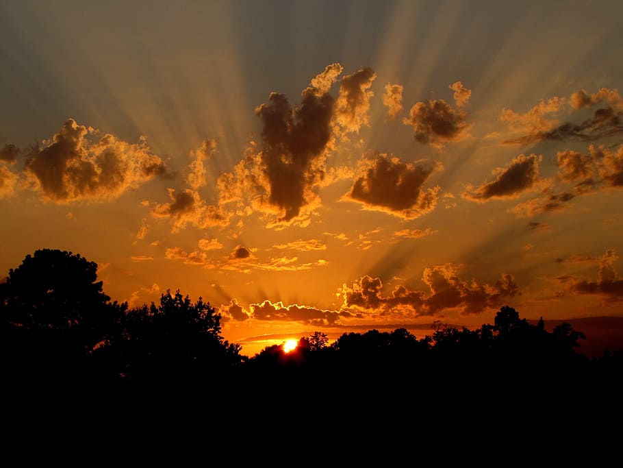 silhouette photo of trees, sunset, nature, sky, orange, rays HD wallpaper