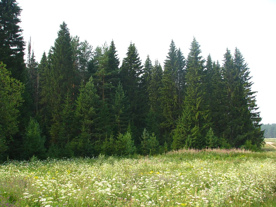 field, meadow, grass, forest, summer, nature, russia, sky, green HD wallpaper