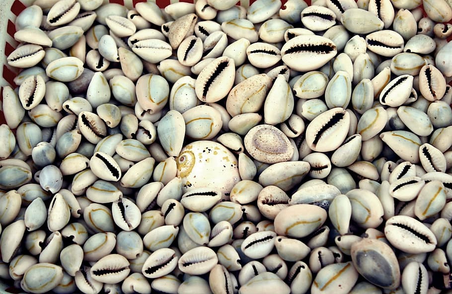 white cone shells, beach, india, pebble, large group of objects HD wallpaper
