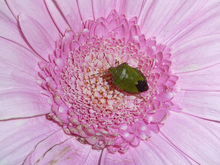 Sheild, Bug, Insect, Nature, Pest, sheild bug, flower, plant HD wallpaper