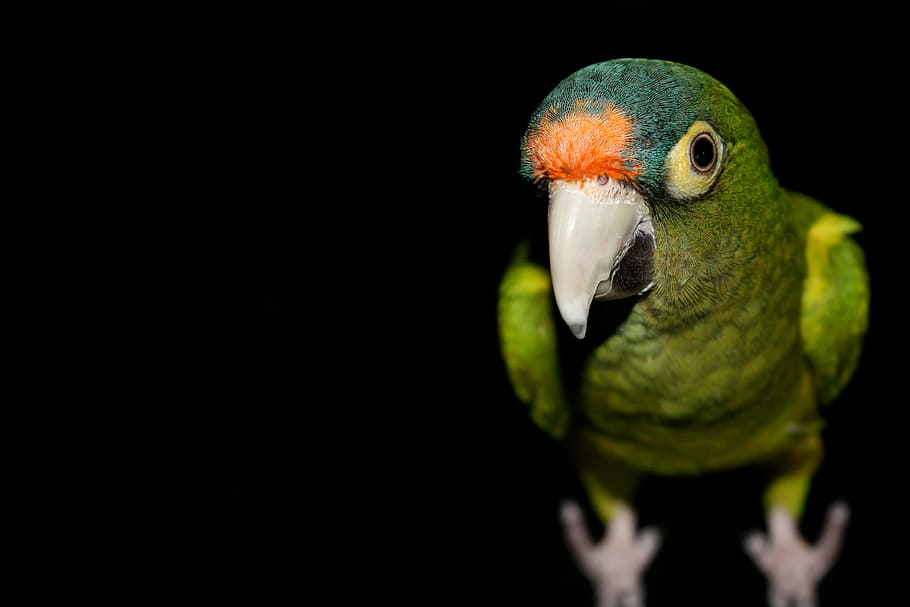 close up photography of green bird, parrot, animal, pets, vertebrate HD wallpaper