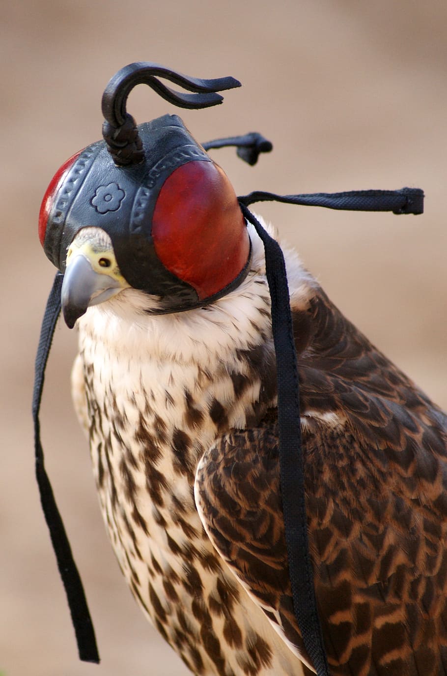 falcon, fly, bird, wing, feather, griffin, bird of prey, bill HD wallpaper