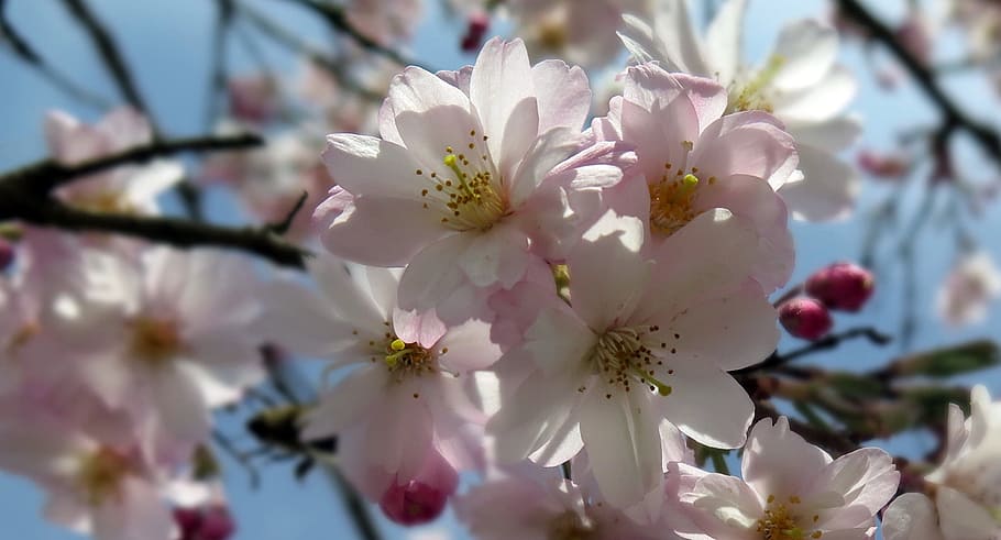 flowers, tree, spring, pink, sky, branch, nature, branches HD wallpaper