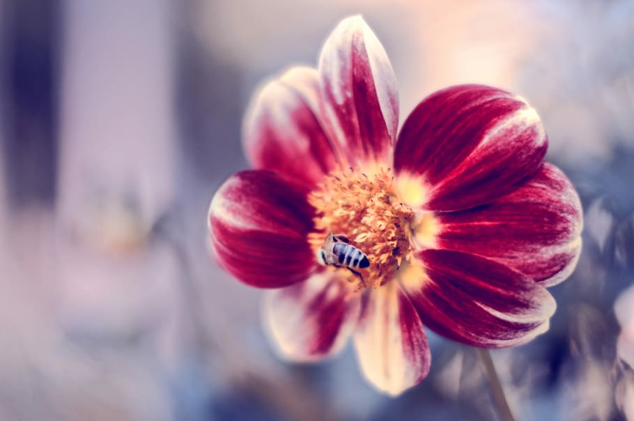 macro photo of honey bee on pink and white flower, honeybee on red petaled flowers during daytime HD wallpaper