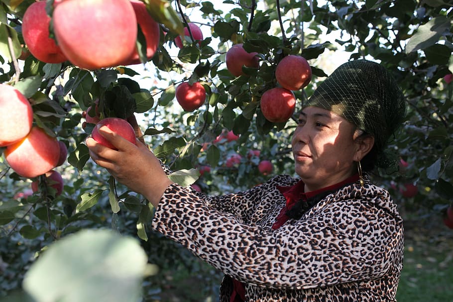 Aksu, Apple, Tree, China, red slope, garden, fruit, harvest HD wallpaper