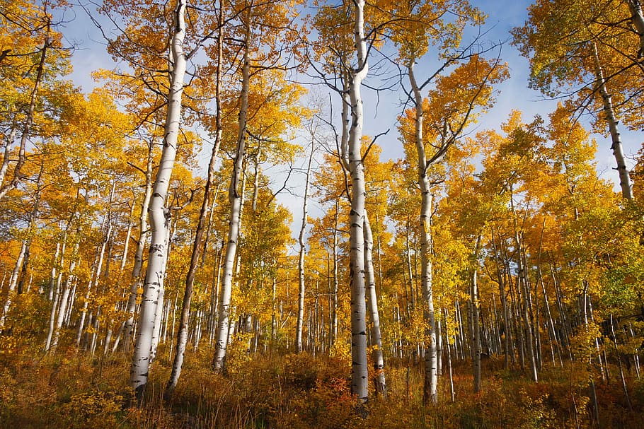 forest during daytime, maple trees low angle photography at daytime HD wallpaper