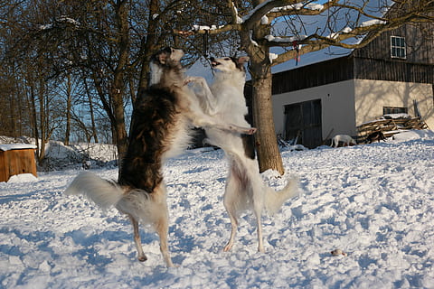 Greyhound, Snow, Borzoi, winter, cold temperature, one animal HD wallpaper