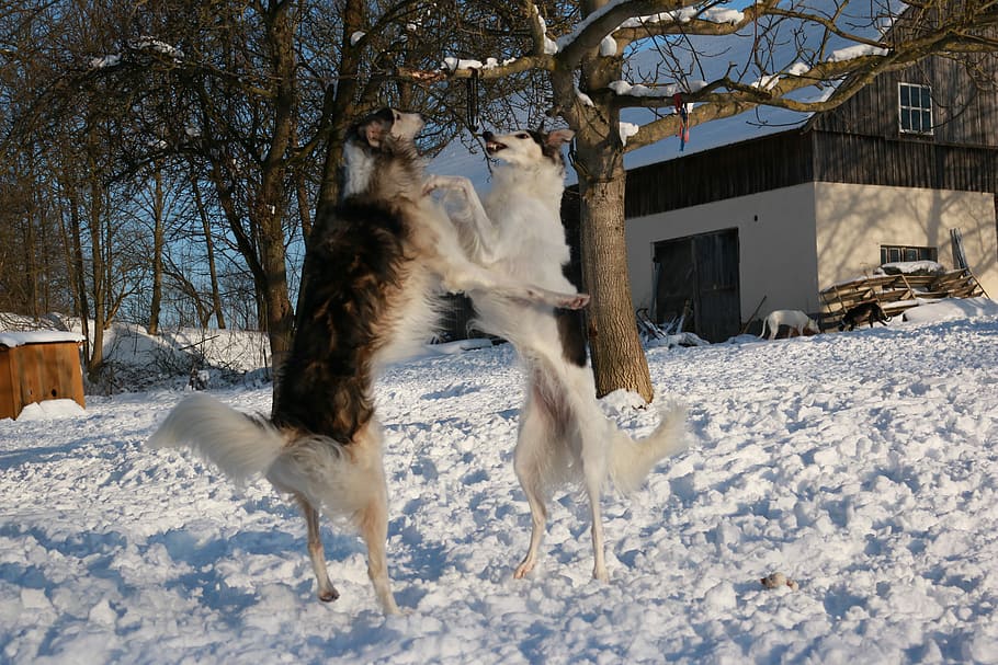 Greyhound, Snow, Borzoi, winter, cold temperature, one animal HD wallpaper