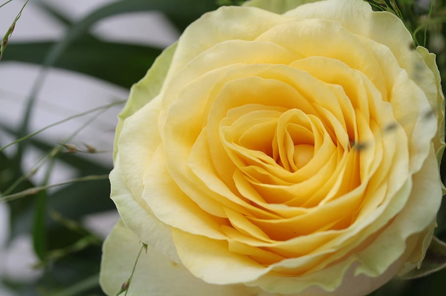 Flower, Pink, Yellow, Macro, Blossom, bloom, petal, rose - flower HD wallpaper