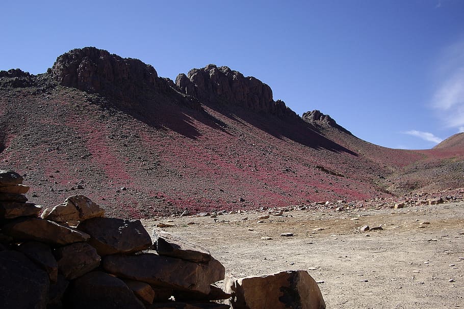 algeria, desert, sahara, assekrem, hoggar, erosion, flowers, HD wallpaper