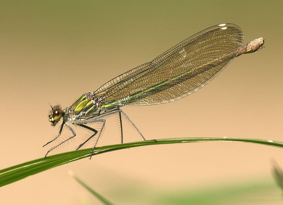 close-up, damselfly, insect, leaf, macro, nature, plant, dragonfly HD wallpaper